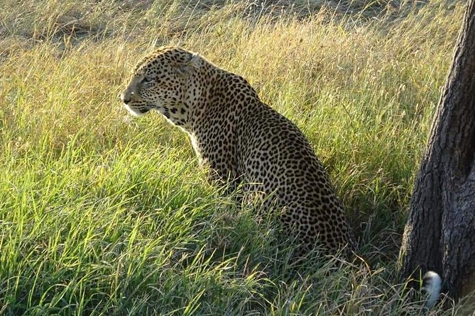3 Days Serengeti & Ngorongoro Tour - Day 2: Serengeti Game Drive to Ngorongoro Rim Camping