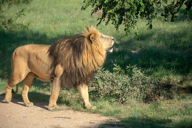 3 Days Tanzania Budget Group Joining Safari Tour - Key Things I’d Mark on Your Radar