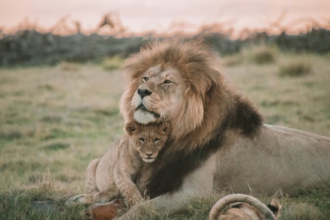 3 Days Tanzania Budget Group Joining Safari Tour - Price and Value: What $962 Buys You (and What It Doesn’t)