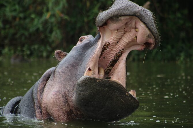 3 Days Tanzania Budget Group Joining Safari Tour - Meals, Camping Comfort, and What a Budget Group Format Means for You