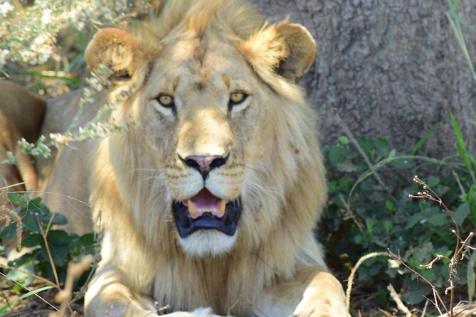 3 Days Tanzania group join safari - Serengeti & Ngorongoro crater - Serengeti to Ngorongoro rim: lunch-box hours and the crater approach