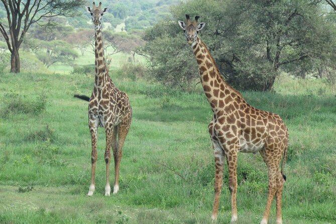3 Days Tanzania group join safari - Serengeti & Ngorongoro crater - Camping nights, real meals, and what to pack for comfort