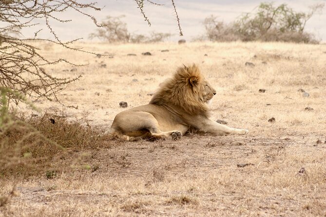3 Days Tanzania Private Budget Safari to Serengeti & Ngorongoro - Key Highlights You’ll Care About Most
