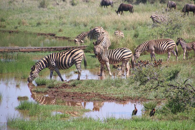3 Days Tanzania Private Budget Safari to Serengeti & Ngorongoro - Day 1 in Serengeti: Your First Game Drive and Safari-Style Evening
