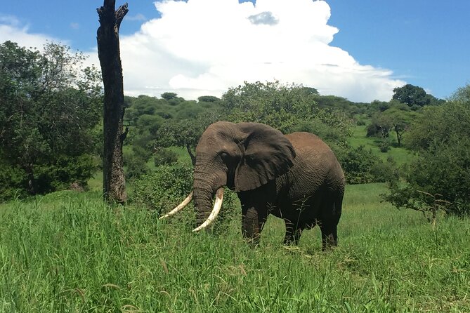 3 Days Tanzania Safari - Guide and jeep setup: why the small group (max 6) matters