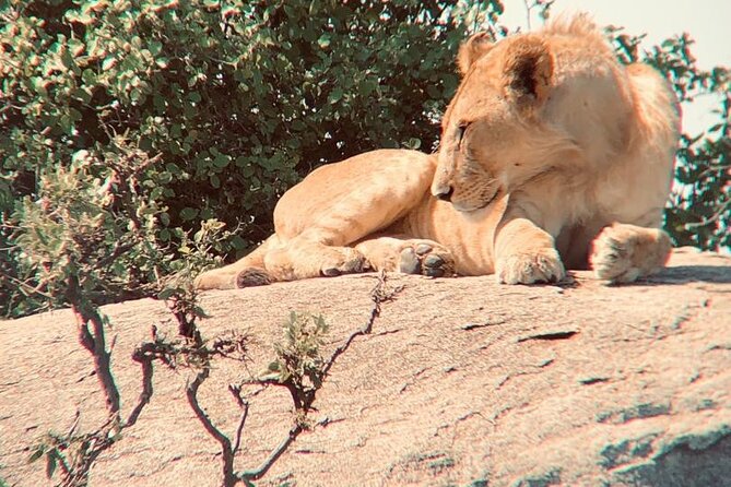 3 Days Tanzania Safari - Price and value: is $780 a good deal for 3 parks in 3 days?