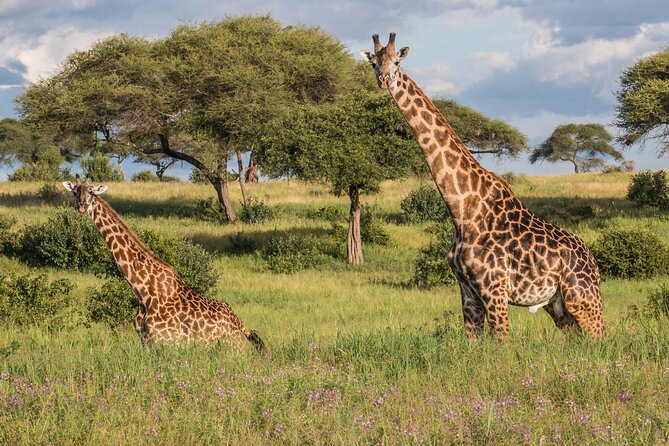 3 Days Tanzania Safari: Tarangire, Manyara and Ngorongoro Crater - Comfort level: practical lodging, not luxury