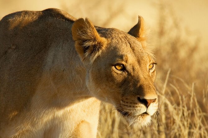 3 Days Tanzania Safari to Manyara Tarangire and Ngorongoro - The 3 day North Circuit from Arusha: why this route works