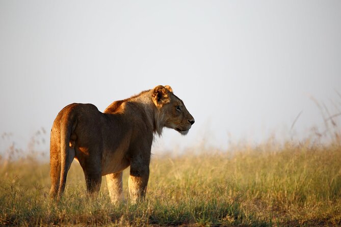3 Days Tanzania Safari to Manyara Tarangire and Ngorongoro - Group size, timing, and what a full safari day feels like