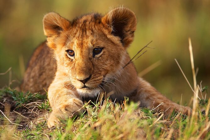 3 Days Tanzania Safari to Manyara Tarangire and Ngorongoro - Money and value: what $700 per person includes