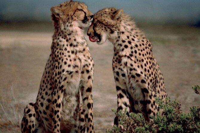 3 Days Tanzania Safari to Manyara Tarangire and Ngorongoro - Tarangire National Park day: elephants, baobabs, and predator hunting