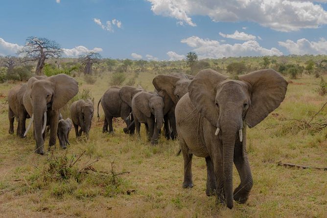 3-Days Tanzania Safari Tours - Key Highlights To Know Before You Go
