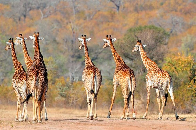 3-Days Tanzania Safari Tours - A 3-Park Safari Loop That Fits Real Life From Arusha