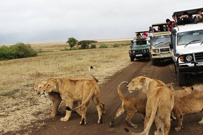 3-Days Tanzania Safari Tours - Day 2: Ngorongoro Crater’s Full-Day Game Drives and Hippo Pool Lunch