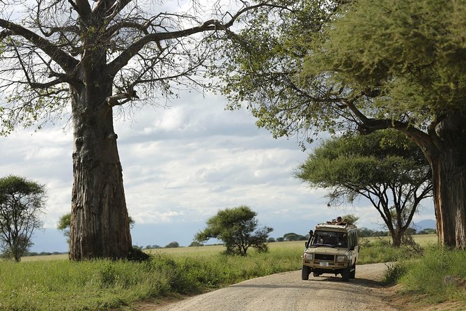 3-Days Tanzania Safari Tours - Group Size, Privacy, and Why It Changes the Safari Feel