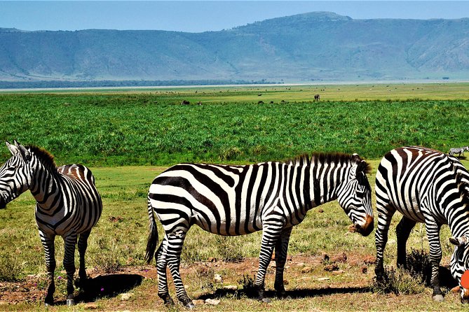 3 Days Tanzania Safari - Day 2 at Ngorongoro Crater: the 600m drop, a dense animal day, and rhino odds