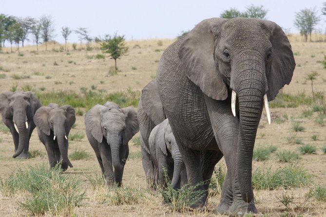 3 Days Tanzania Short and Spicy - Key Highlights of This 3-Day Tanzania Safari