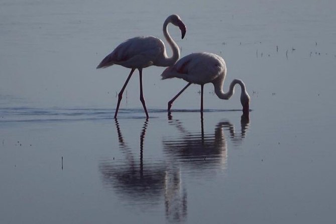 3 - Days Tanzania Wildlife Safari - Lake Manyara: flamingos, birds, and serious animal variety in a single day