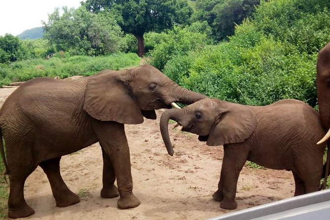 3 - Days Tanzania Wildlife Safari - Tarangire National Park: baobabs, big elephant herds, and a second full game-driving day