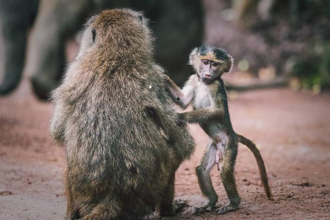 3 - Days Tanzania Wildlife Safari - The guide and safari-car experience: what to expect when things matter