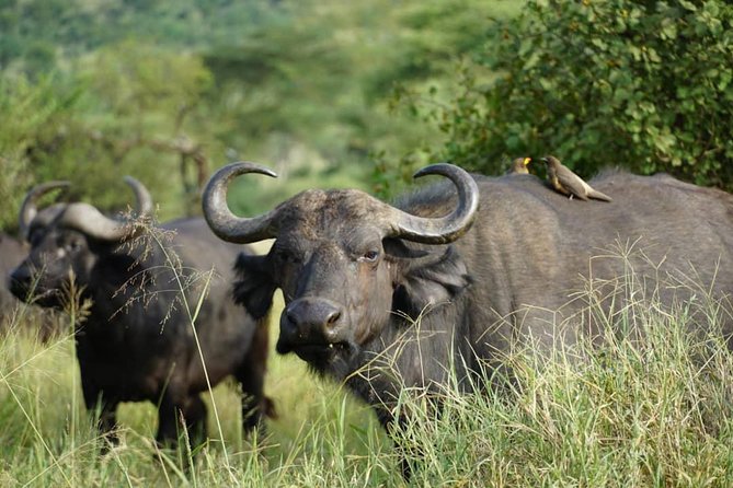 3 - Days Tanzania Wildlife Safari - Ngorongoro Crater: the viewpoint stop, the descent, and the chance at a black rhino