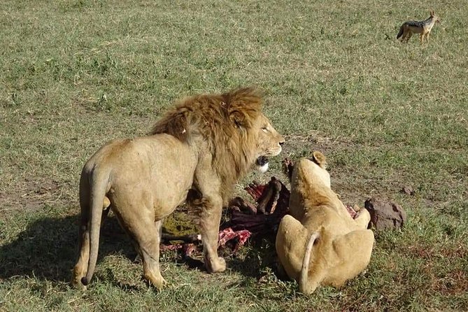 3 days Tarangire, Lake Manyara and Ngorongoro - Logistics that actually affect your day: pickup, mobile tickets, and covered costs