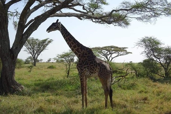 3 days Tarangire, Lake Manyara and Ngorongoro - Who this 3-day safari suits best