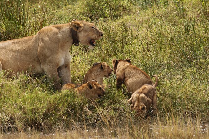 3 Days Tarangire, Ngorongoro & Lake Manyara Group Camping Safari - A small-group camping safari that actually fits 3 days