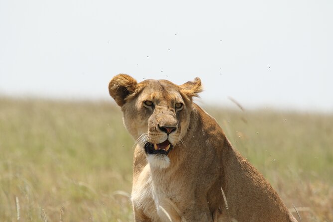 3 Days Tarangire, Ngorongoro & Lake Manyara Group Camping Safari - Day 2 at Ngorongoro Crater: the 600-meter drop and predator odds