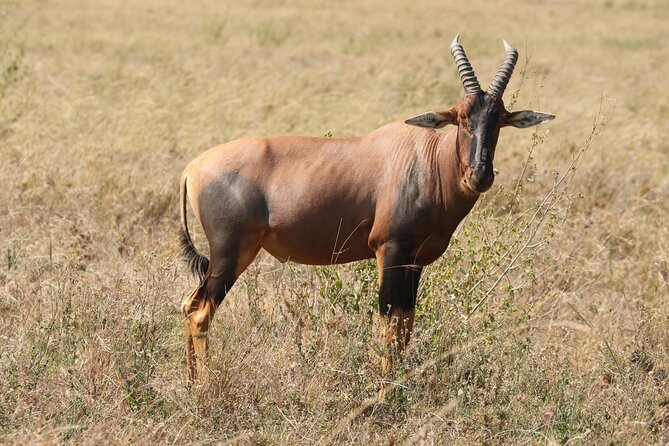 3 Days Tarangire, Ngorongoro & Lake Manyara Group Camping Safari - Day 3 at Lake Manyara: baboons, hot springs, and tree-climbing lions