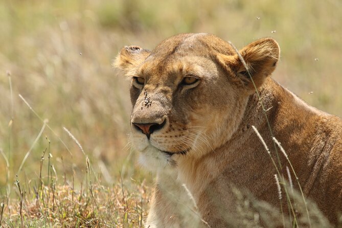 3 Days Tarangire, Ngorongoro & Lake Manyara Group Camping Safari - Campsite reality: tree-shaded Twiga, practical comforts, and packing smart