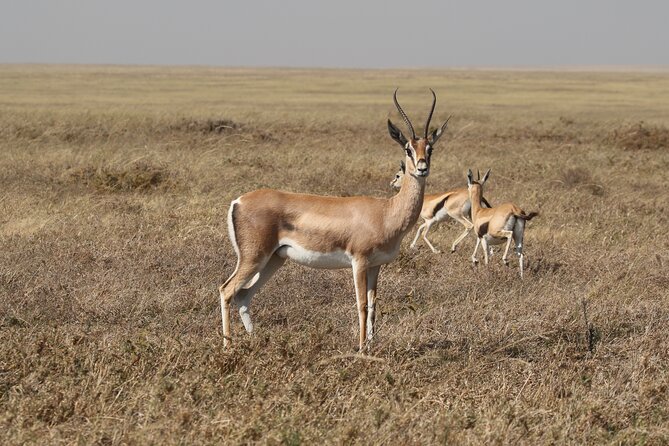 3 Days Tarangire, Ngorongoro & Lake Manyara Group Camping Safari - Guide team and communication: Hilary, Lewis, and Moussa matter