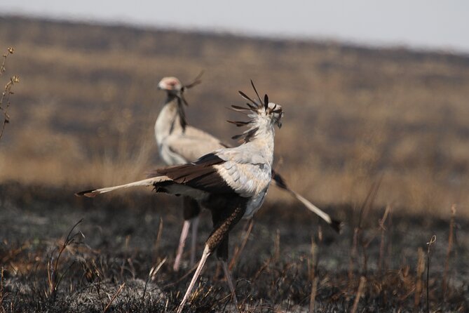3 Days Tarangire, Ngorongoro & Lake Manyara Group Camping Safari - Who this safari suits best, and who should look elsewhere