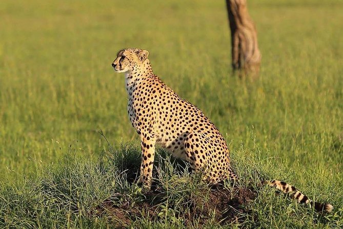 3 days Tarangire, Ngorongoro & Lake Manyara package - A three-day Northern circuit that balances drive time and payoff