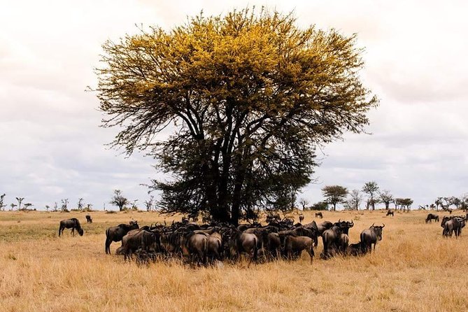 3 days Tarangire, Ngorongoro & Lake Manyara package - Who should book this safari, and who might skip it