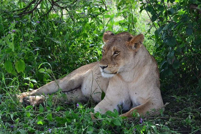 3 days Tarangire, Ngorongoro & Lake Manyara package - Lake Manyara: flamingoes, hippos, hot springs, and the tree-lion quest