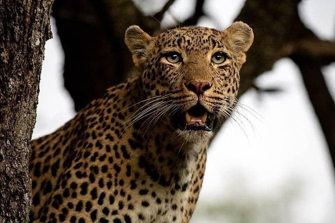 3 Days Unique safari Selous Game Reserve Tanzania - Key things to know before you go