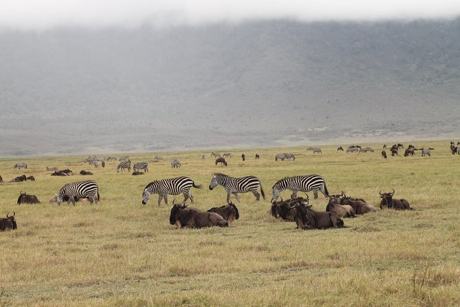 3Days Safari to Tarangire Ngorongoro and manyara lodge safari - Day 3 in Lake Manyara: baboons, tree-climbing lions, and bird-heavy habitats