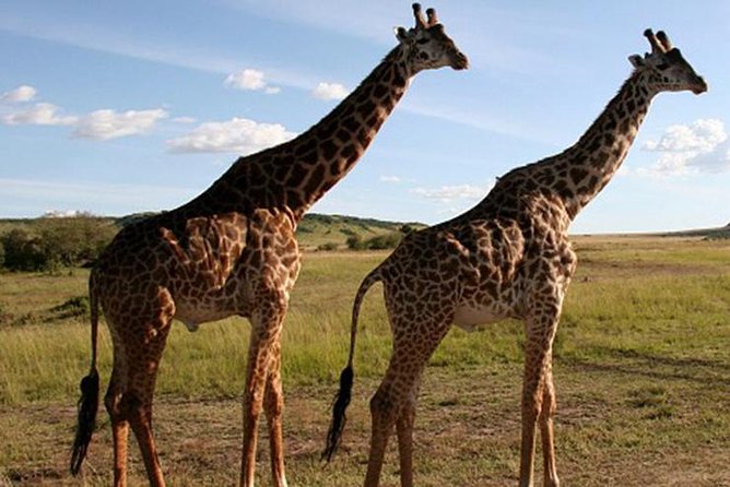 3Days Safari to Tarangire Ngorongoro and manyara lodge safari - Your safari setup: what the guide and roofed jeep change