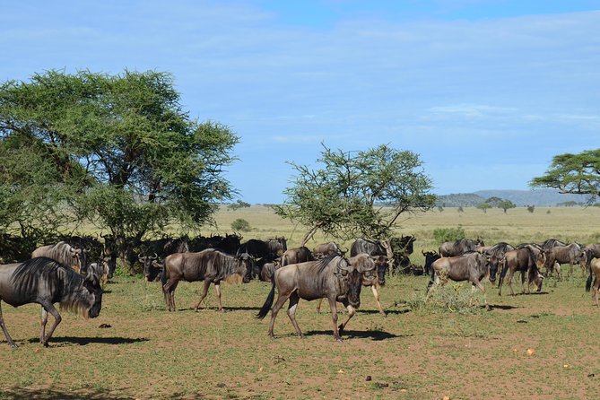 3Days Safari to Tarangire Ngorongoro and manyara lodge safari - Meals and accommodation: included food makes the schedule feel easier