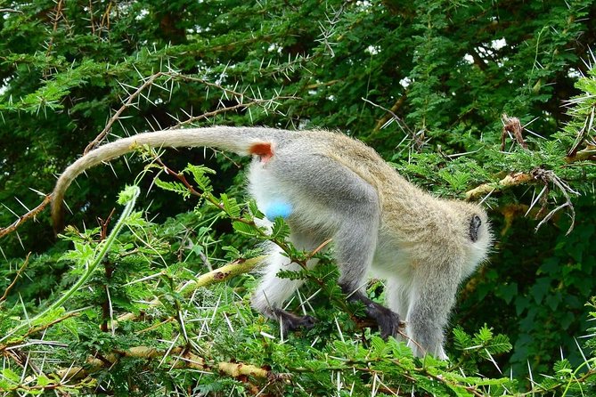 3Days Safari to Tarangire Ngorongoro and manyara lodge safari - Price and value: what $645 per person likely covers