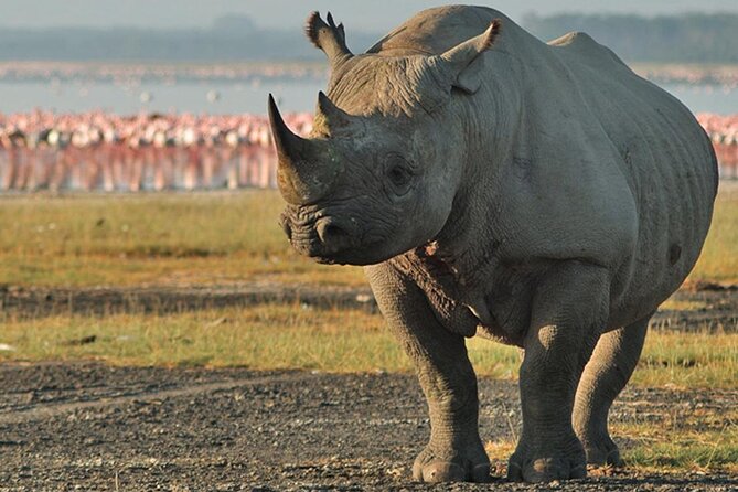 3Days Safari to Tarangire Ngorongoro and manyara lodge safari - How to maximize sightings with a fast itinerary