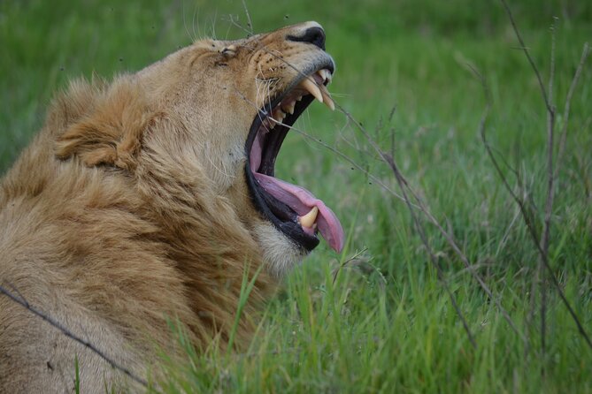 3Days Safari to Tarangire Ngorongoro and manyara lodge safari - Day 2 in Ngorongoro Crater: the big 600-meter drop and the predator mix
