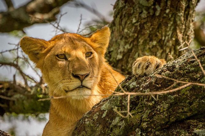 4 Day: Astonishing Group Safari - Why this 4-day Arusha safari is such a smart shortcut