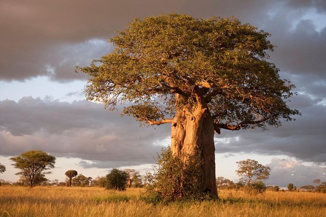 4 Day: Astonishing Group Safari - Ngorongoro Crater: early start, sunrise payoff, and the black rhino angle