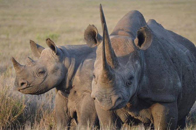 4 Day: Astonishing Group Safari - The safari jeep setup and why it affects your sightings