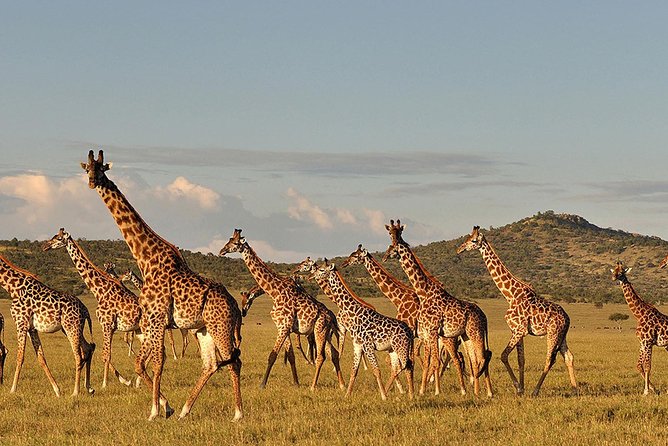 4 Day: Astonishing Group Safari - Price and value: what $1,054 really buys you