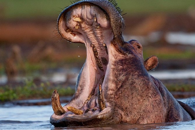 4 Day: Astonishing Group Safari - Lake Manyara National Park: Rift Valley scenery with baboons and hippos