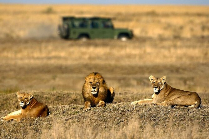 4-Day Basic Safari with Serengeti, Ngorongoro, & Tarangire - Arusha logistics and the Land Cruiser you’ll call home for the drives