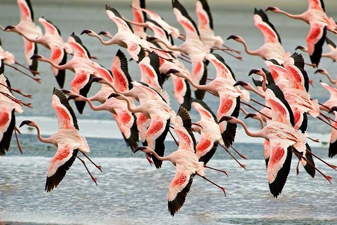 4-Day Basic Safari with Serengeti, Ngorongoro, & Tarangire - Guides who can find animals fast, and why English matters